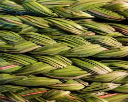 SWEETGRASS